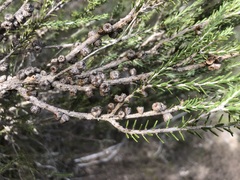 Melaleuca brevifolia