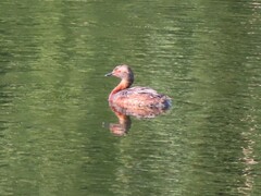 Podiceps auritus