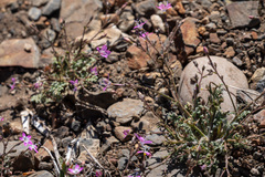 Gilia leptantha purpusii