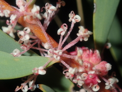 Hakea incrassata