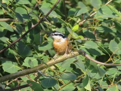 Sitta canadensis