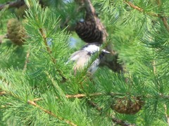 Poecile atricapillus