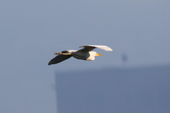 Bubulcus ibis