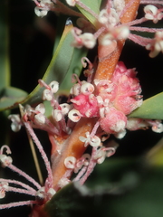 Hakea incrassata
