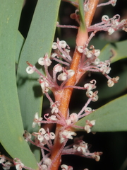 Hakea incrassata