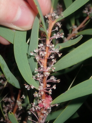 Hakea incrassata