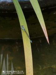 Ischnura senegalensis