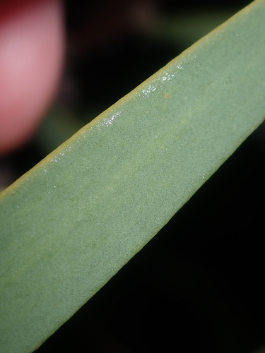 Image of Marble Hakea (Hakea incrassata) by (c) Thomas Mesaglio, some rights reserved (CC BY)