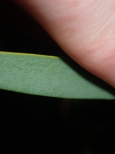 Image of Marble Hakea (Hakea incrassata) by (c) Thomas Mesaglio, some rights reserved (CC BY)