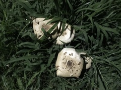 Chlorophyllum molybdites