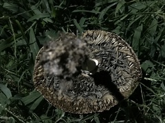 Chlorophyllum molybdites