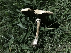 Chlorophyllum molybdites
