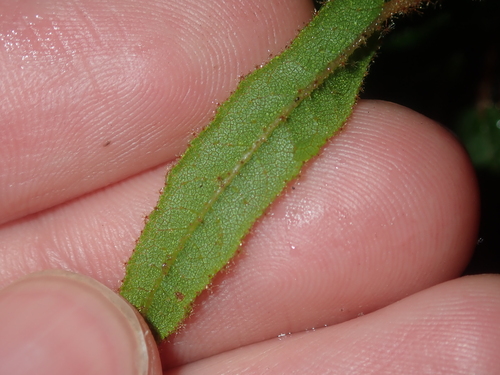Image of Thomasia grandiflora by (c) Thomas Mesaglio, some rights reserved (CC BY)