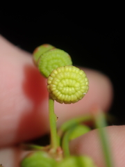 Gyrostemon racemiger