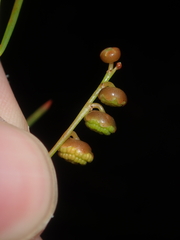 Gyrostemon racemiger