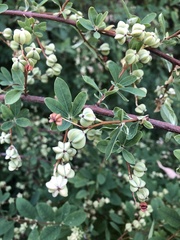 Berberis vulgaris