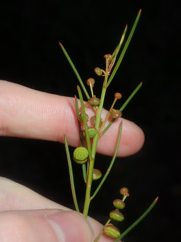 Gyrostemon racemigerus (Gyrostemon racemigerus)
