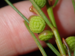 Gyrostemon racemiger