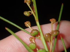 Gyrostemon racemiger