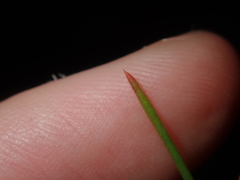 Gyrostemon racemiger