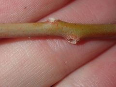 Gyrostemon racemiger