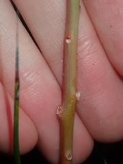 Gyrostemon racemiger