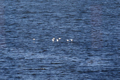 Bubulcus ibis