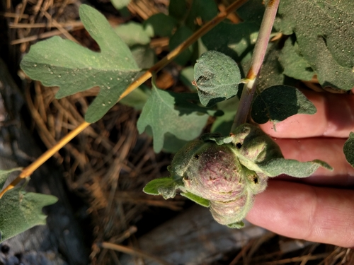 iNaturalist observation photo of Snowberry Sawfly