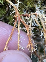 Sphaerophorus venerabilis