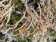 Sphaerophorus venerabilis