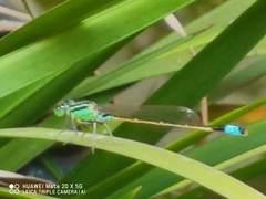 Ischnura senegalensis