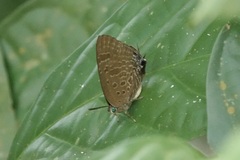 Arhopala athada