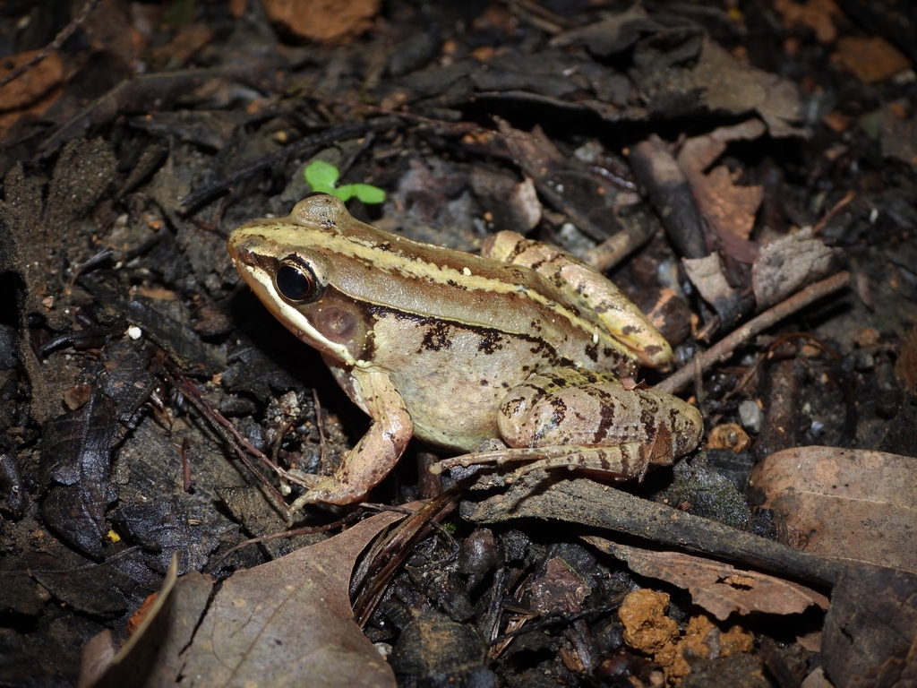 Emei Music Frog