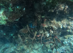 Pempheris vanicolensis