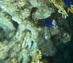 Larabicus quadrilineatus