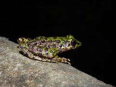 Hejiang Frog photo 3