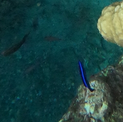 Larabicus quadrilineatus