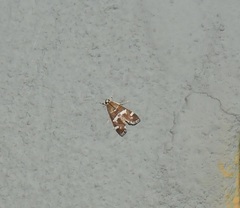 Hymeniini