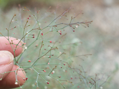 Eriogonum parishii