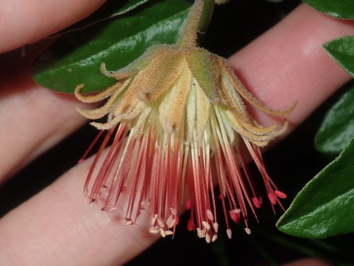 Image of Diplolaena Eneabbensis (Diplolaena eneabbensis) by (c) Thomas Mesaglio, some rights reserved (CC BY)
