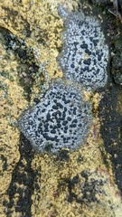 Rhizocarpon reductum