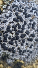 Rhizocarpon reductum