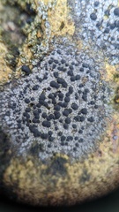 Rhizocarpon reductum