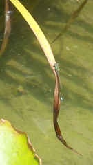 Ischnura senegalensis
