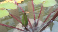Ischnura senegalensis