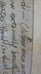 Ischnura senegalensis