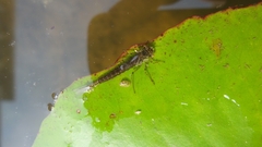 Ischnura senegalensis