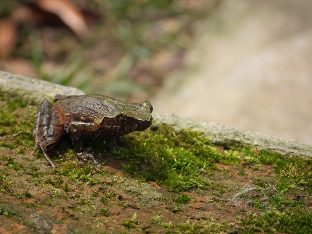 Chishui Horned Toad (Boulenophrys chishuiensis)