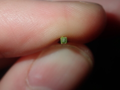 Xanthorrhoea acanthostachya