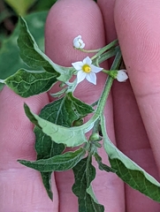 Solanum emulans